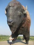 Wayne sings for big bison!